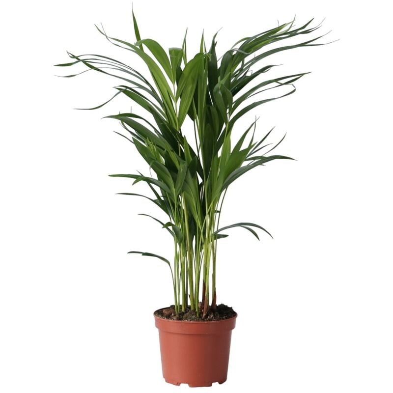 Plant In A Box - Palmier areca - Dypsis lutescens - Hauteur 60-70cm - ⌀17cm