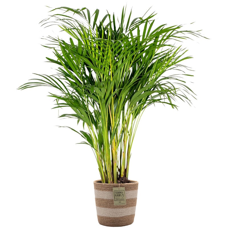 Bloomique - Dypsis Lutescens Incl. Panier en jute - Gold Palm - ⌀20 cm - ↕90-100 cm - Green
