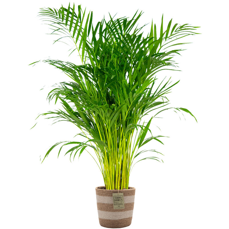 Bloomique - Dypsis Lutescens Incl. Panier Nea - Golden Palm - Facile d'entretien - ⌀21 cm - ↕100-110 cm - Green