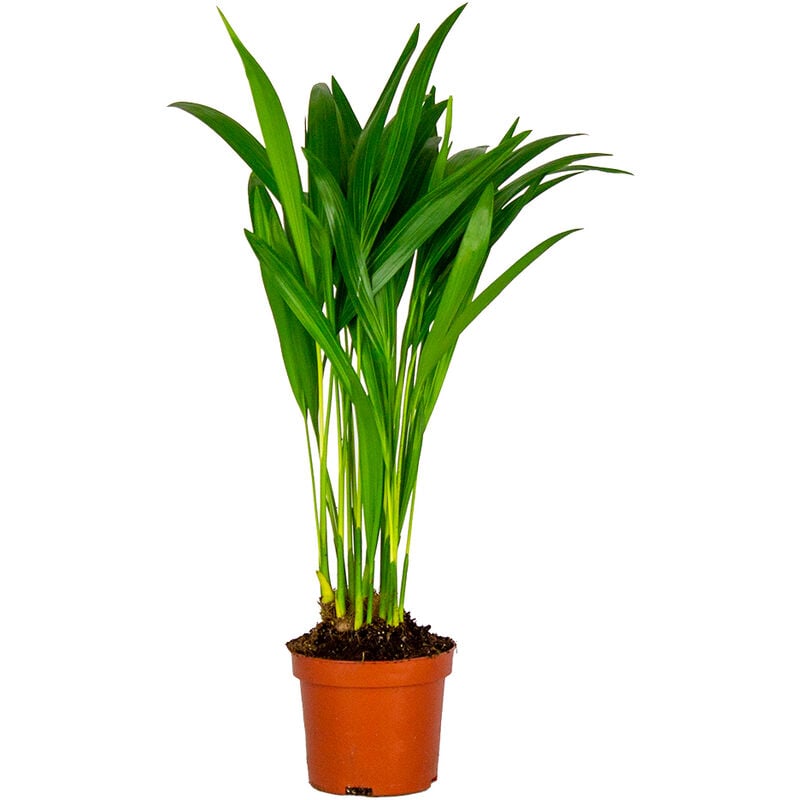 Bloomique - Dypsis Lutescens - Palmier Dorés - Plante d'intérieur - Entretien facile – ⌀10,5 cm - ↕25-30 cm - Green