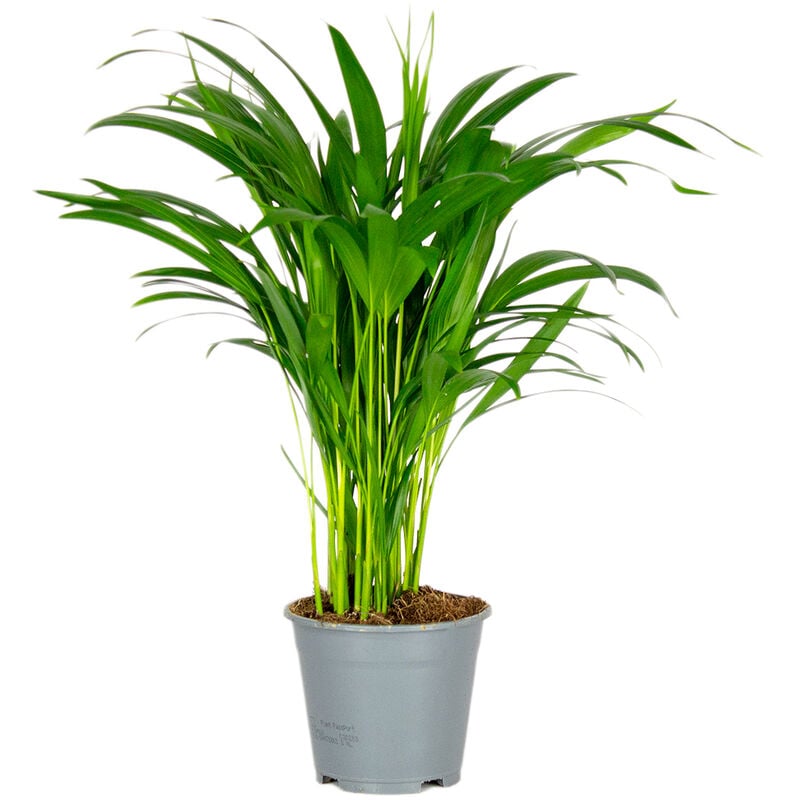 Bloomique - Dypsis Lutescens - Palmier Dorés - Plante d'intérieur - Entretien facile – ⌀14 cm - ↕40-50 cm