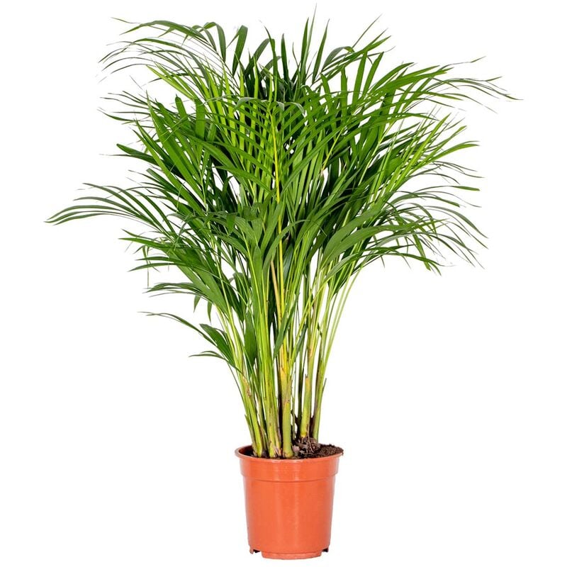 Bloomique - Dypsis Lutescens - Palmier Dorés - Plante d'intérieur - Entretien facile – ⌀20 cm - ↕90-100 cm - Green