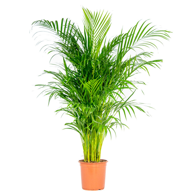 Bloomique - Dypsis Lutescens - Palmier Dorés - Plante d'intérieur - Entretien facile – ⌀24 cm - ↕120-130 cm - Green