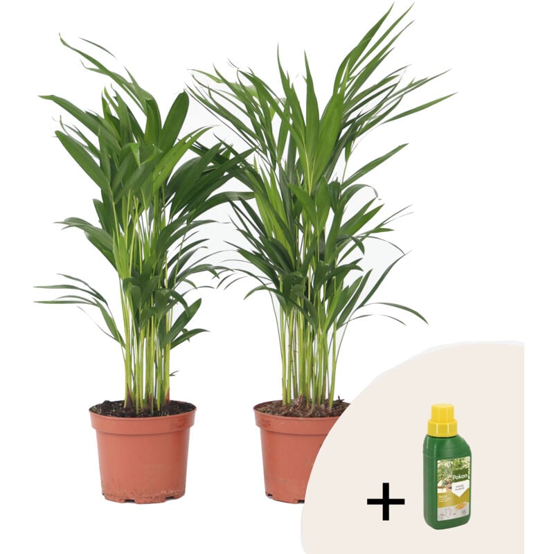 Plant In A Box - Palmier areca - Set de 2 - Dypsis lutescens - Hauteur 60-70cm - ⌀17cm