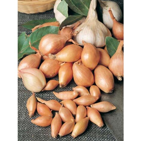 LE JARDIN DU PIC VERT Echalote certifiée 'Jermor'