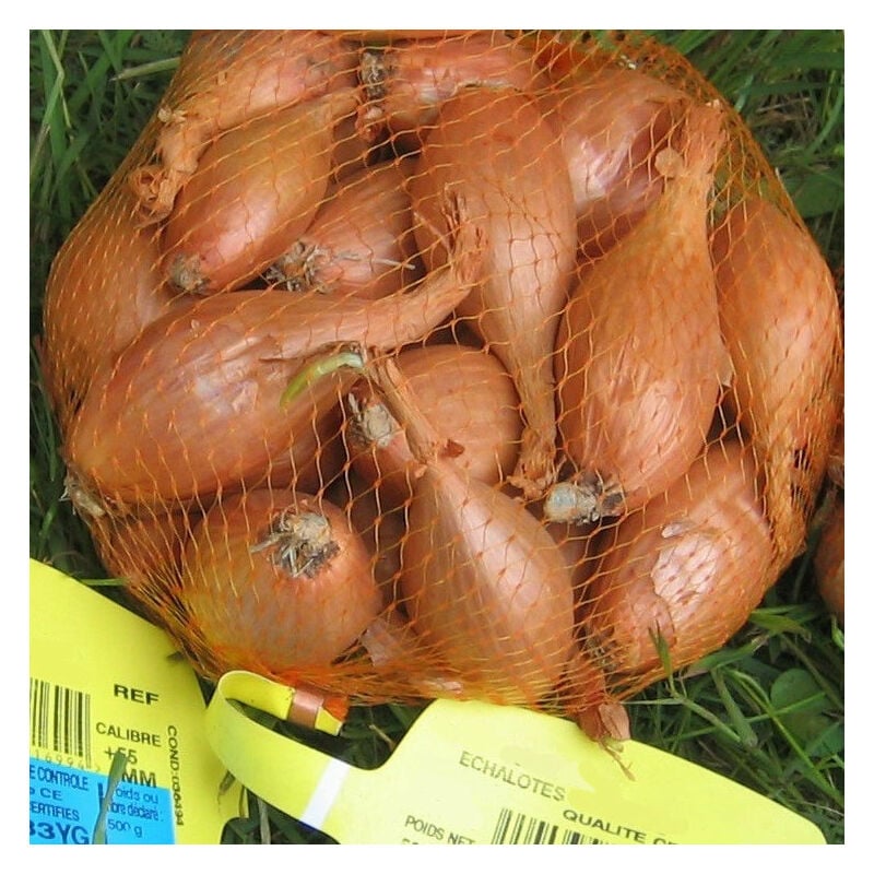 Echalote Jermor type cuisse de poulet - Orange