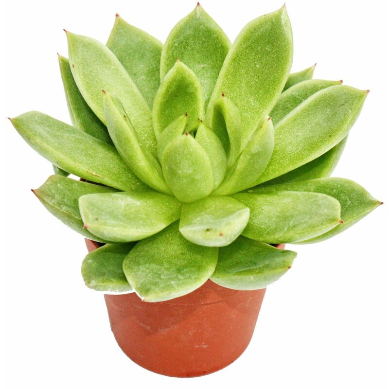 Exotenherz - Echeveria agavoides - petite plante en pot de 5.5cm