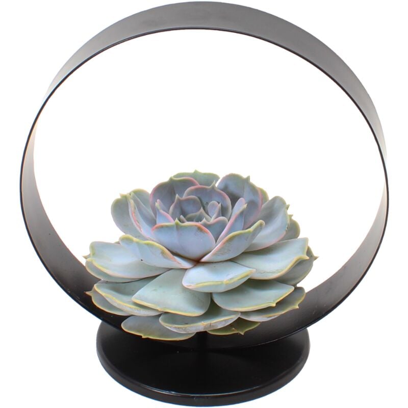 Plant In A Box - Echeveria Black Metal Ring - succulente dans un anneau décoratif - 20 cm - Noir - Vert