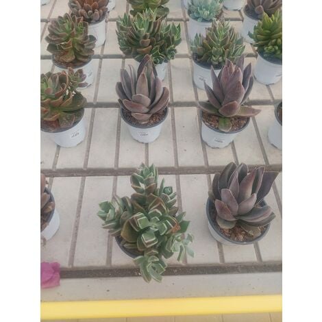 Mix Di 3 Piante Grasse Succulente Vaso 8.5cm Composizioni