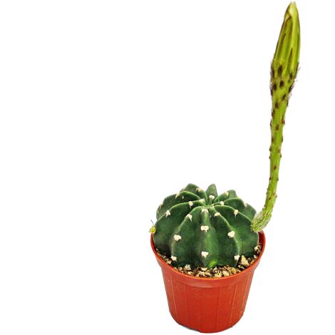 EXOTENHERZ Echinopsis subdenundata - kleine Pflanze im 5,5cm Topf