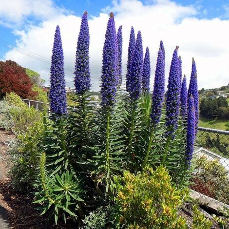 MEDITERRANEO GARDEN Echium Fastuosum v24