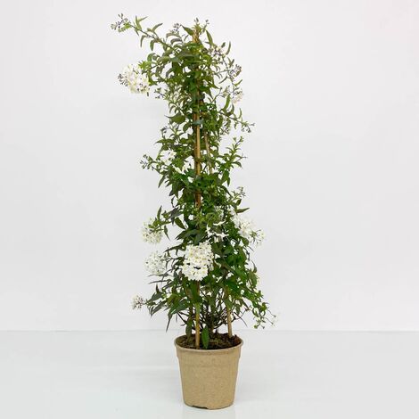 ECO - Solanum Bianco - Ø 17cm