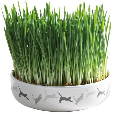 Ecuelle en céramique avec herbe à chats