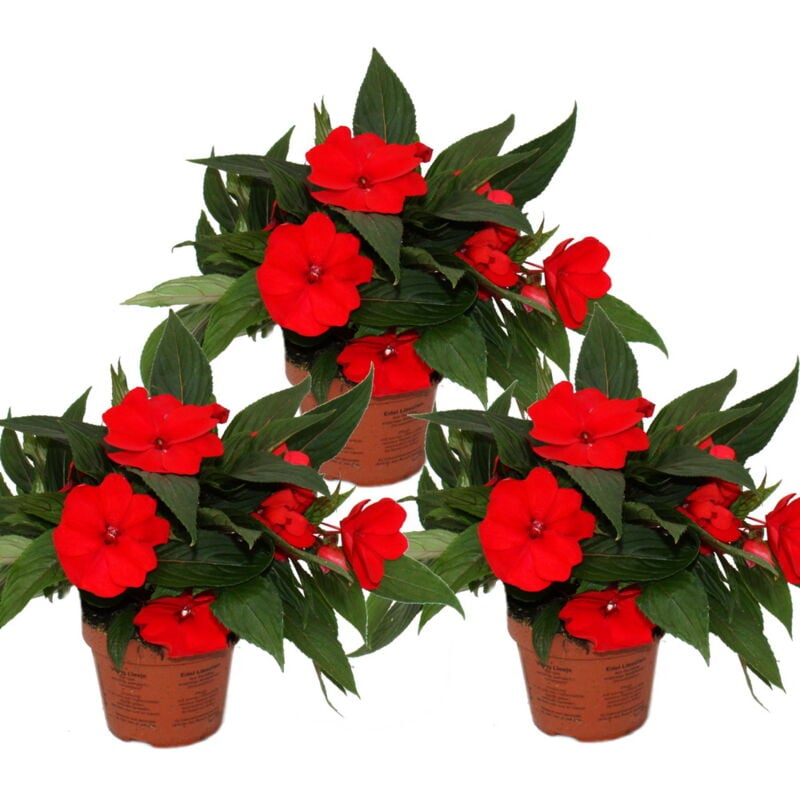 Edel-Lizzie - Impatiens New Guinea - Pot 12cm - Set de 3 plantes - Rouge