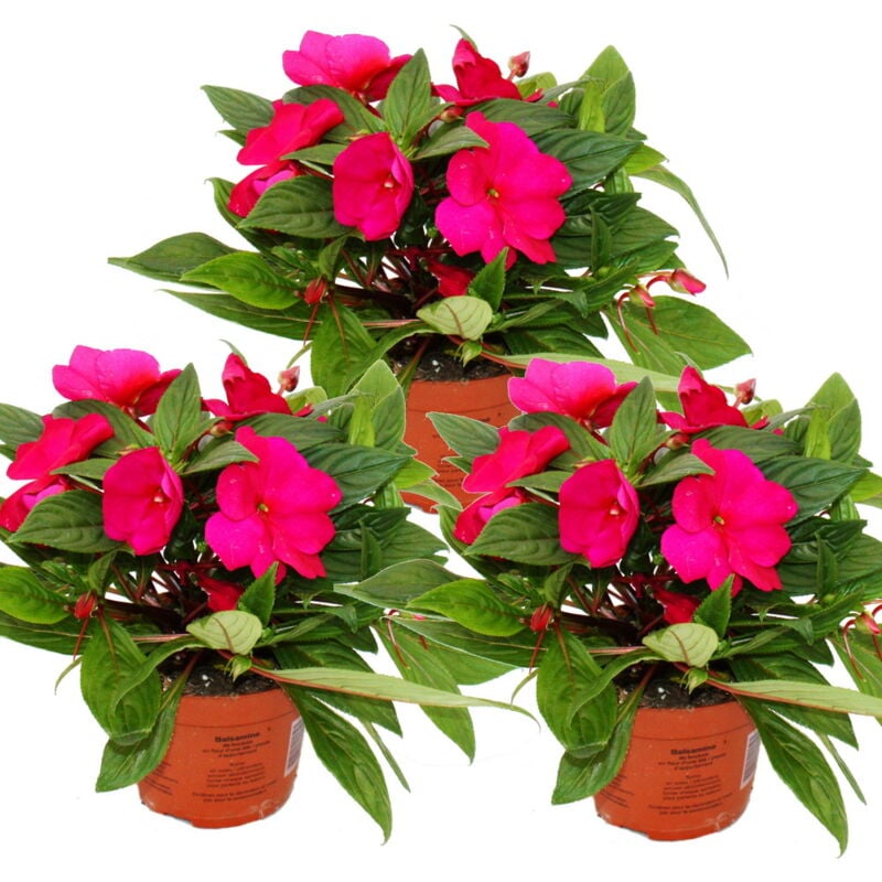 Edel-Lieschen - Impatiens New Guinea - Pot 12cm - Set de 3 plantes - Rose vif