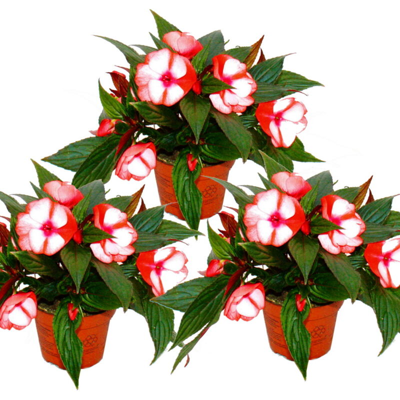 Edel-Lieschen - Impatiens New Guinea - pot 12cm - set de 3 plantes - rouge-blanc