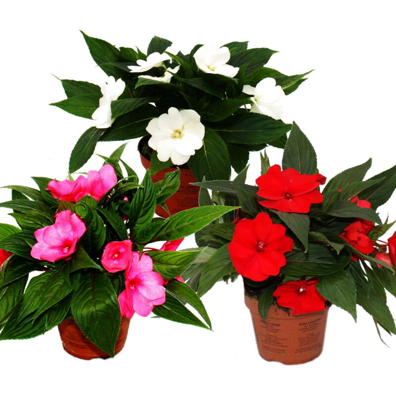 Edel-Lieschen - Impatiens New Guinea - pot 12cm - set de 3 plantes - mélange de couleurs