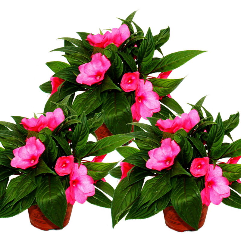Edel-Lizzie - Impatiens New Guinea - Pot 12cm - Set de 3 plantes - Violet