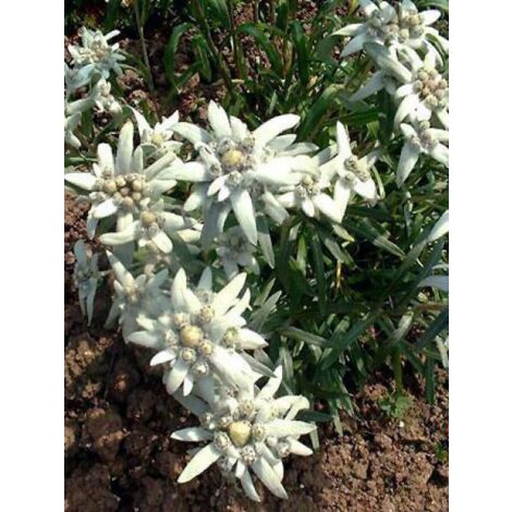 Edelweiss des Alpes Godet de 8/9 cm