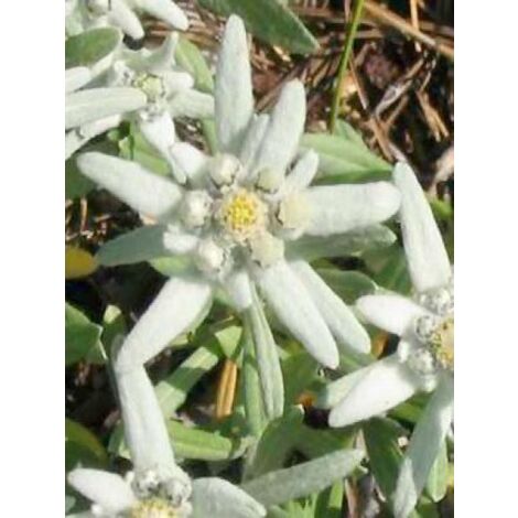 Edelweiss des Alpes 'Mont Blanc' Godet de 8/9 cm