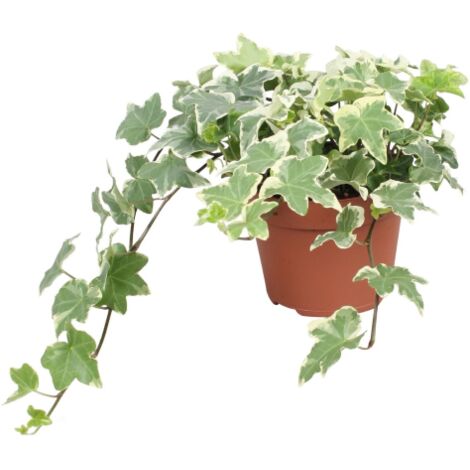 Edera variegata "Hedera helix White Wonder" 3 piante in vaso Ă¸8 cm