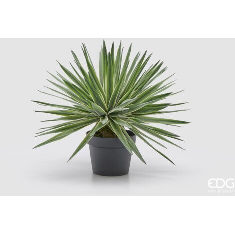 EDG Agave Con Vaso H 45 cm