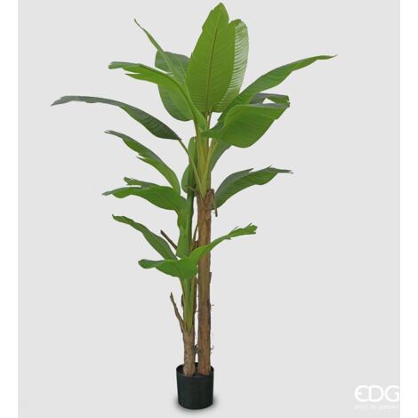 EDG Banano Con Vaso H 200 cm