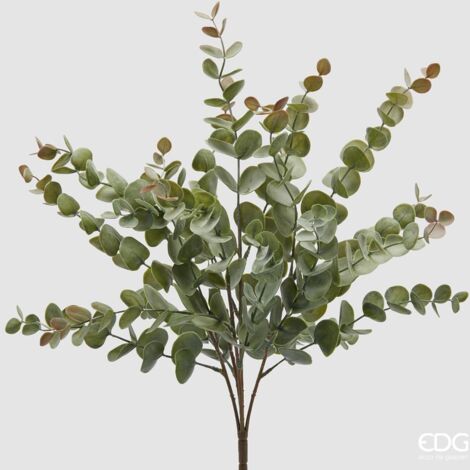 EDG Cespuglio Eucalipto H 50 cm