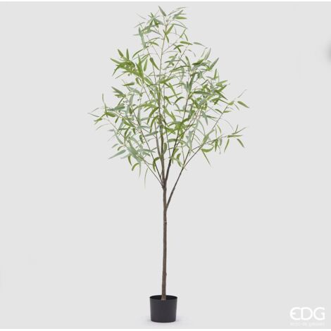 EDG Eucalipto Con Vaso H 200 cm
