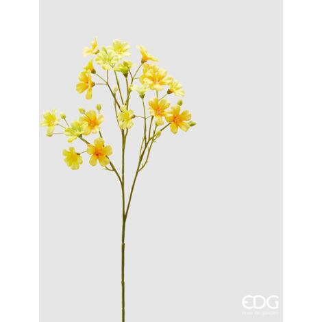 EDG Oxalis Ramo X3 H55 Giallo