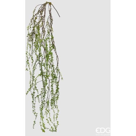 EDG Pilea Cadente H 145 cm