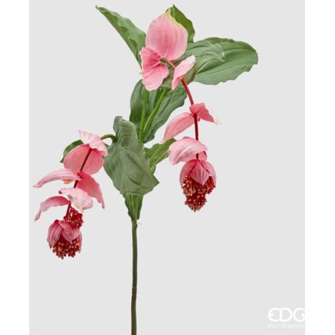 EDG Ramo Medinilla Bell Rosa H 131 cm