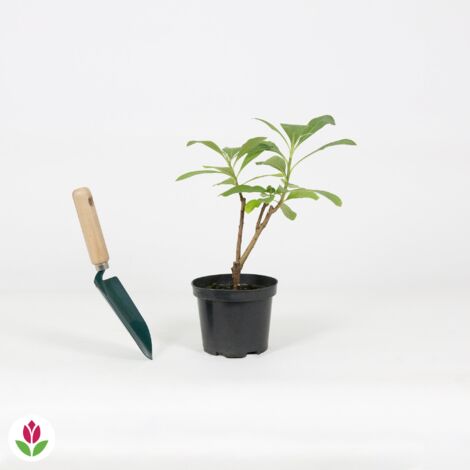 Edgeworthia Grandiflora - Le pot de 1,5L. Hauteur livrée 20-25 cm - Willemse