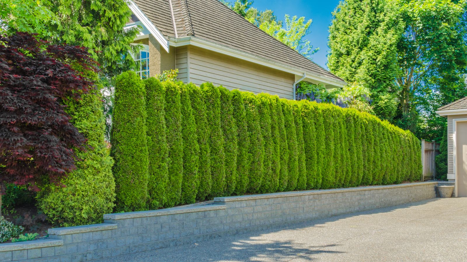 Plante de haie : comment choisir la bonne espèce ?