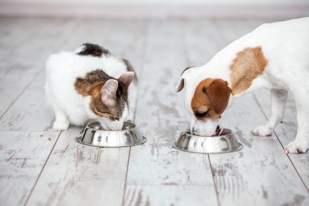 Ciotola e distributore di crocchette per cani: come scegliere
