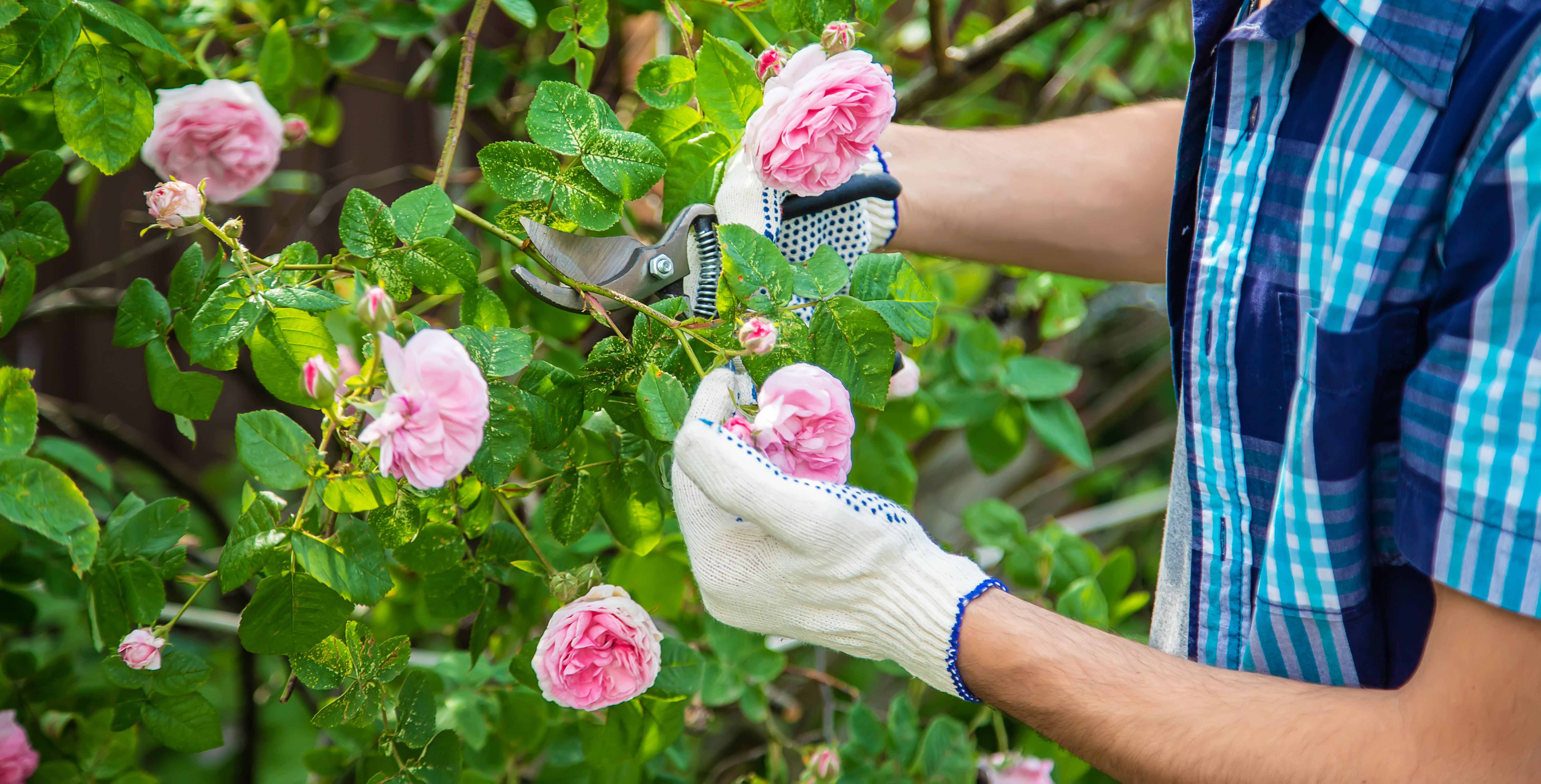 Come scegliere una pianta di rose