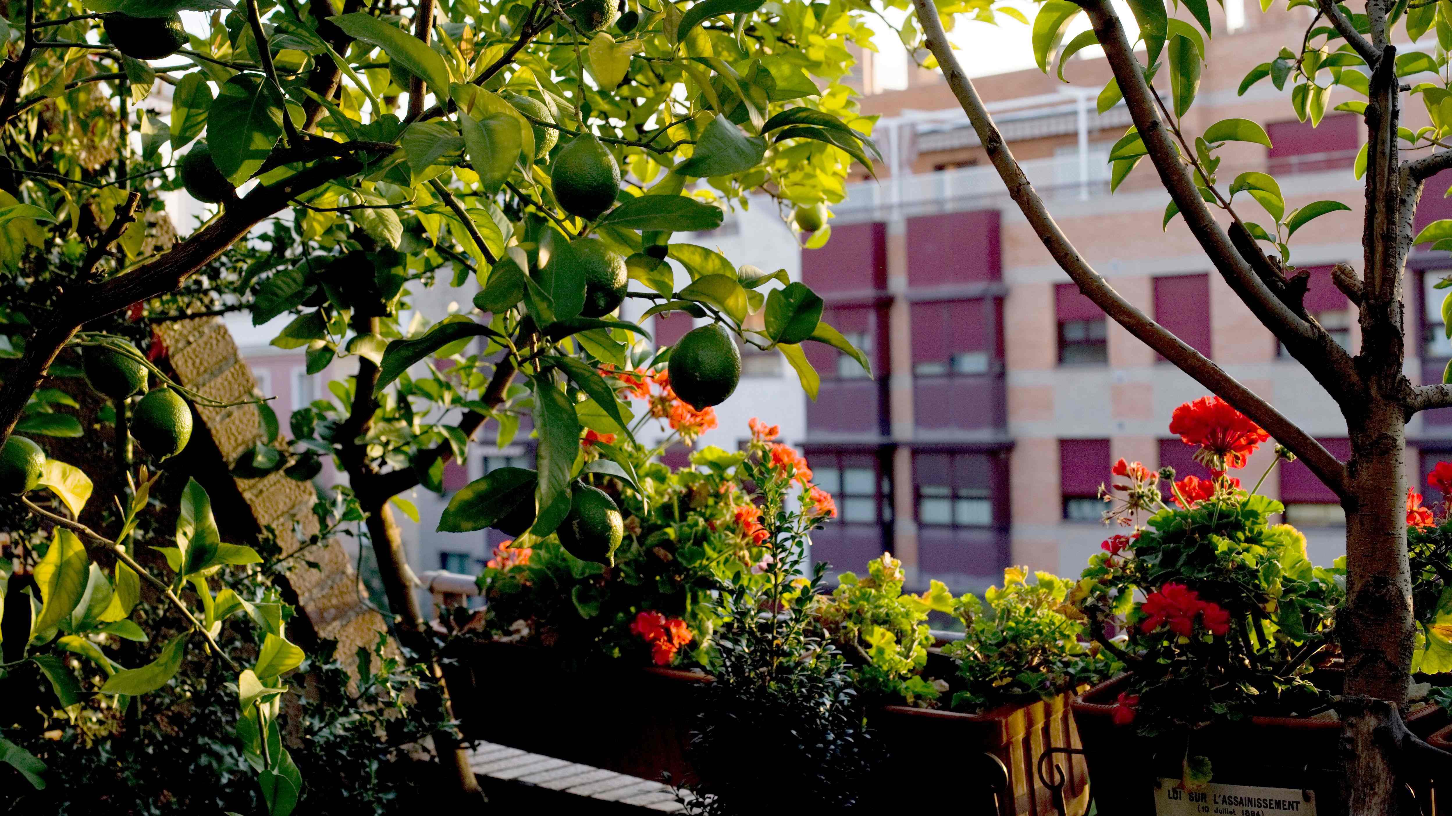 Cómo elegir árboles y arbustos para balcones y terrazas