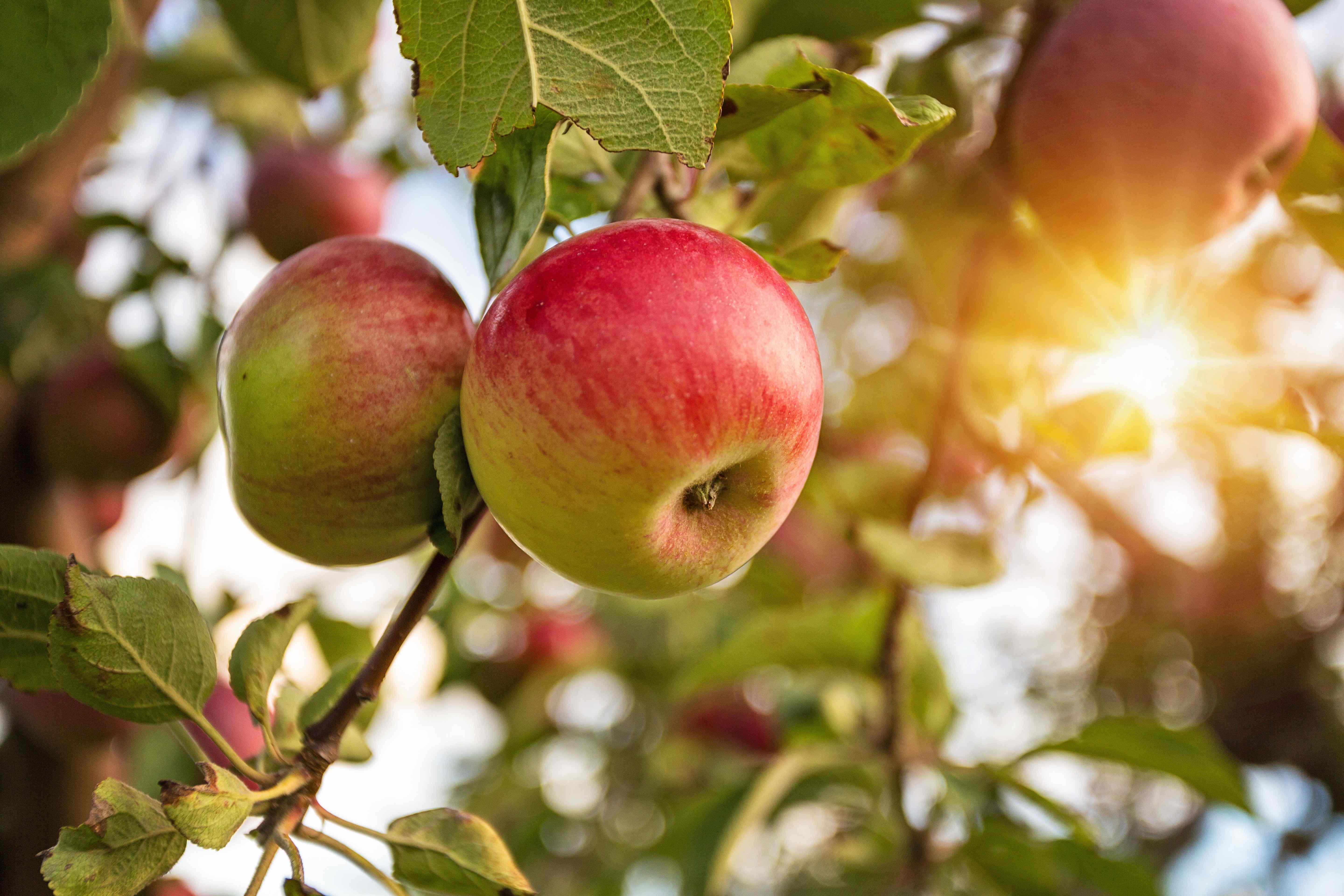 Les principaux arbres fruitiers