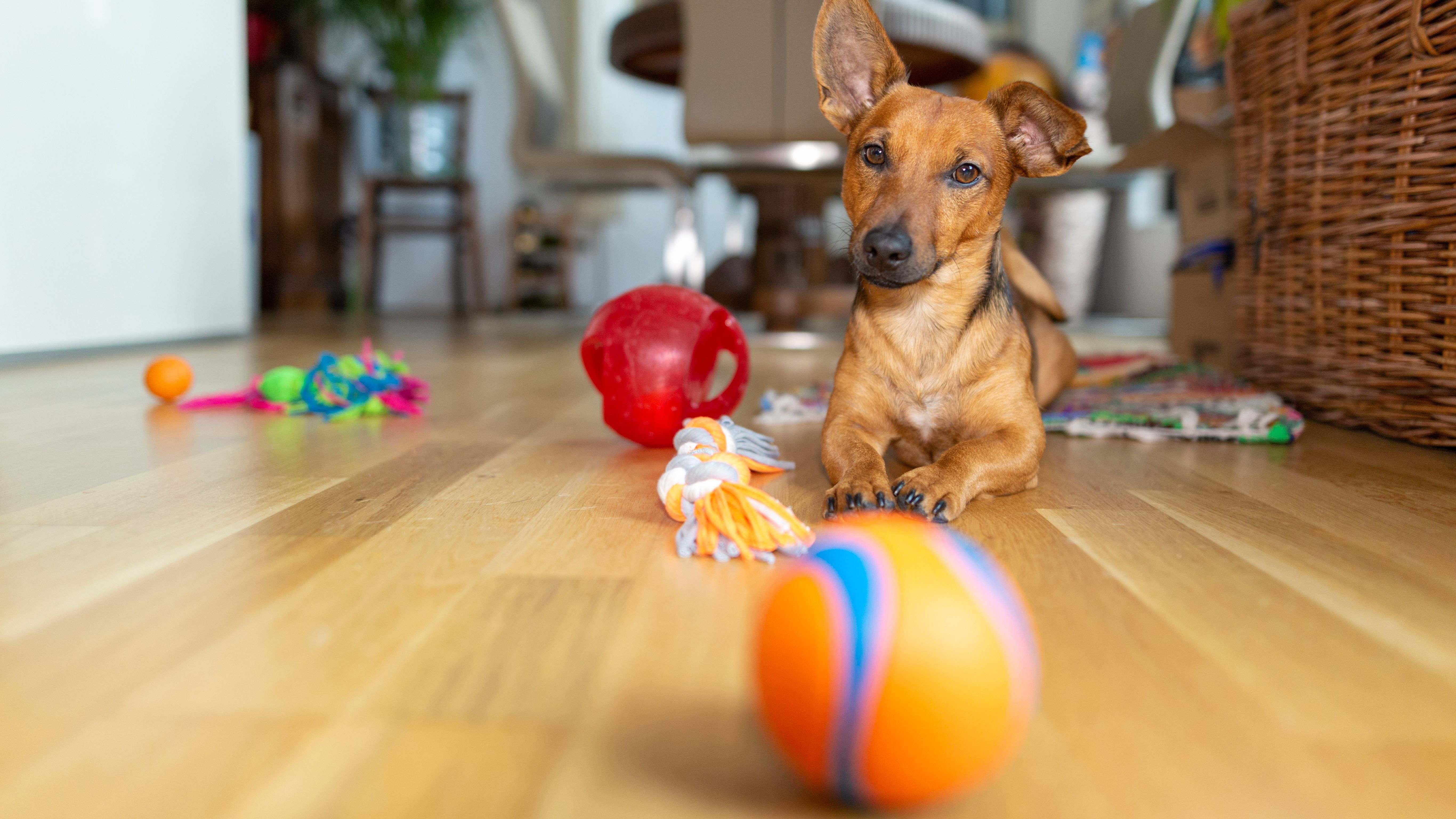 Cómo elegir un juguete para tu perro