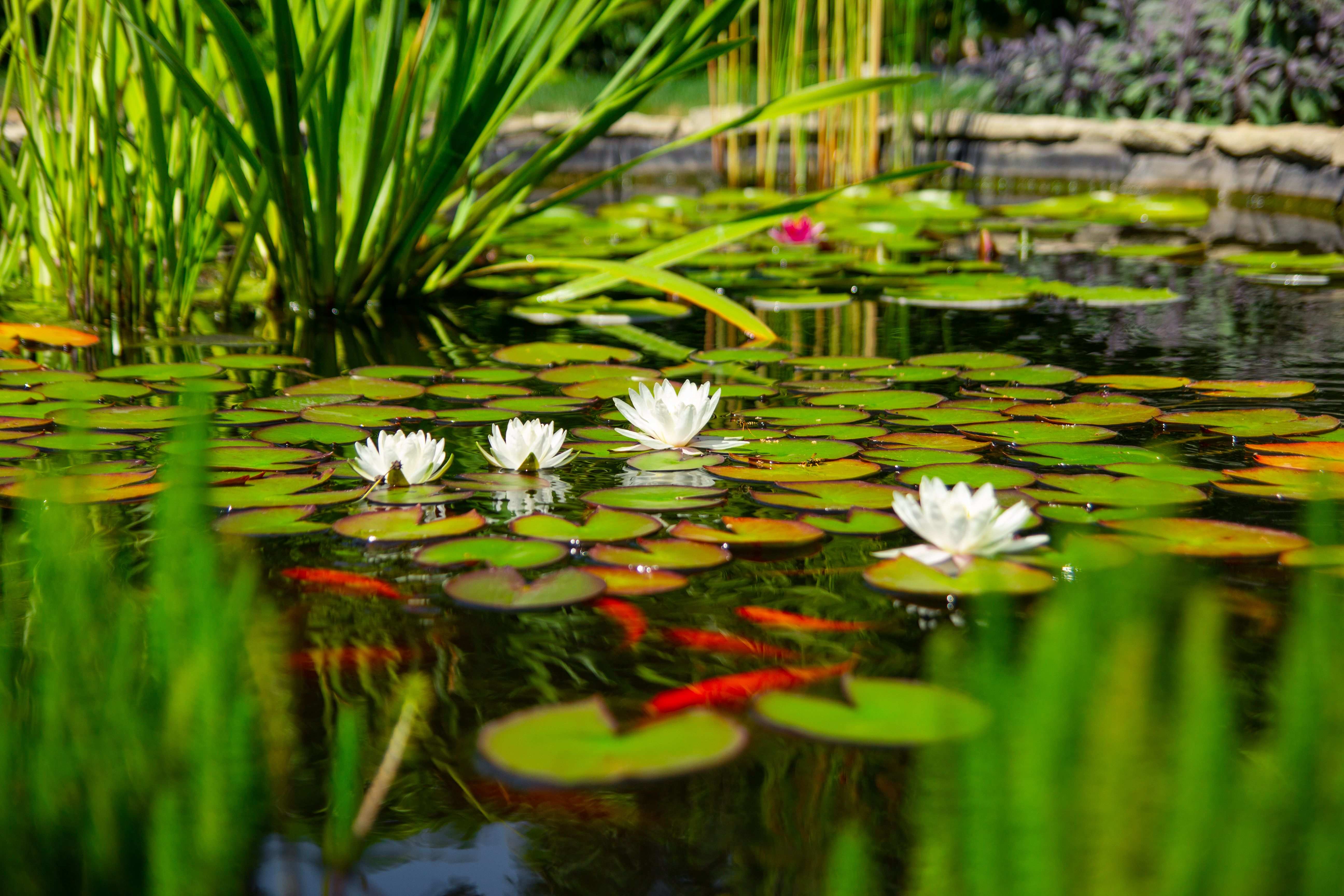 What are the most common plants for ponds?