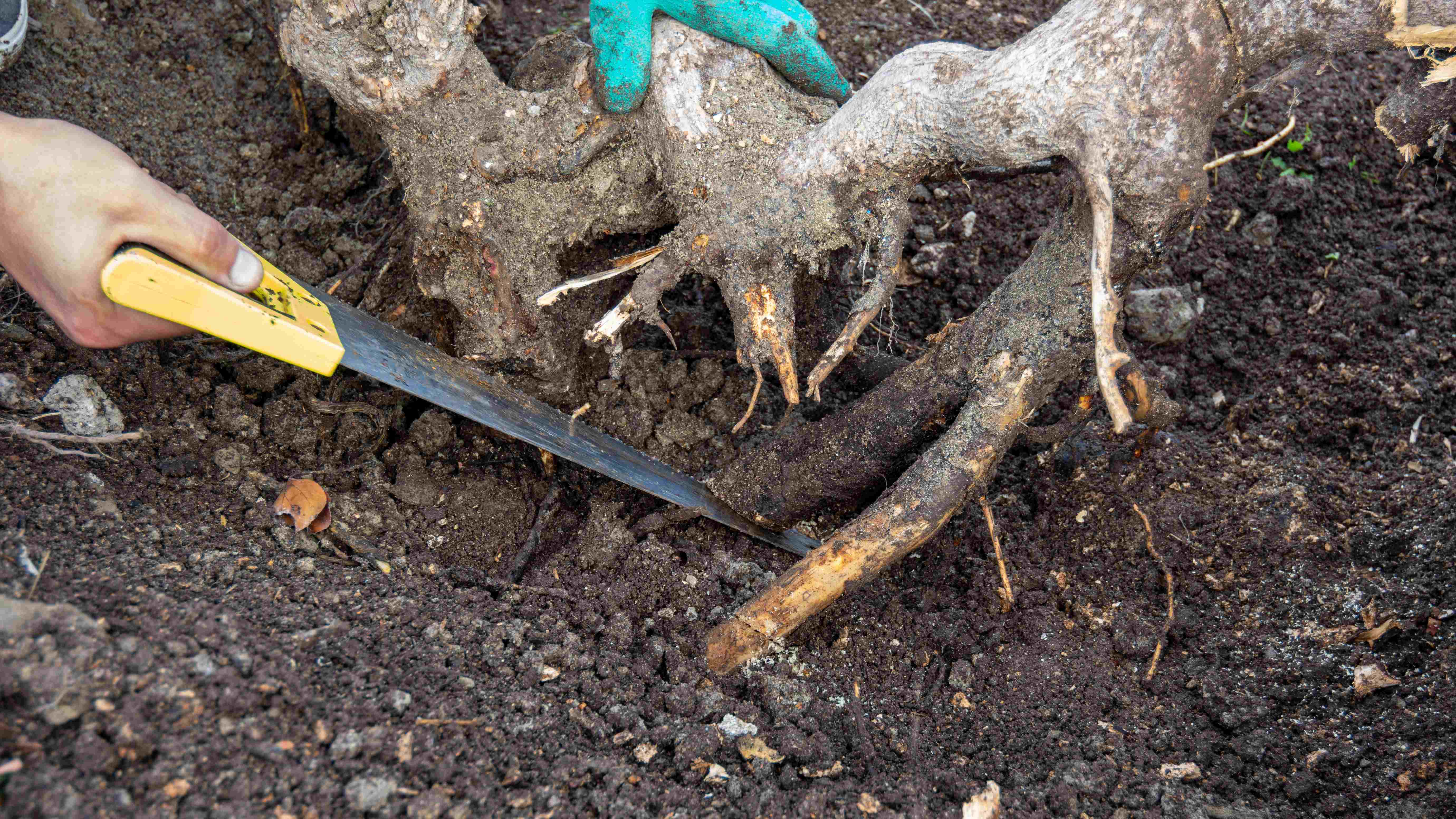 Come distruggere un ceppo d'albero