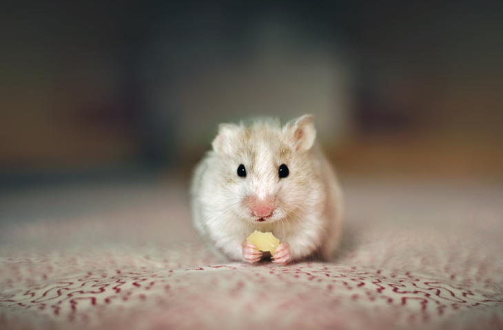 How to care for your hamster