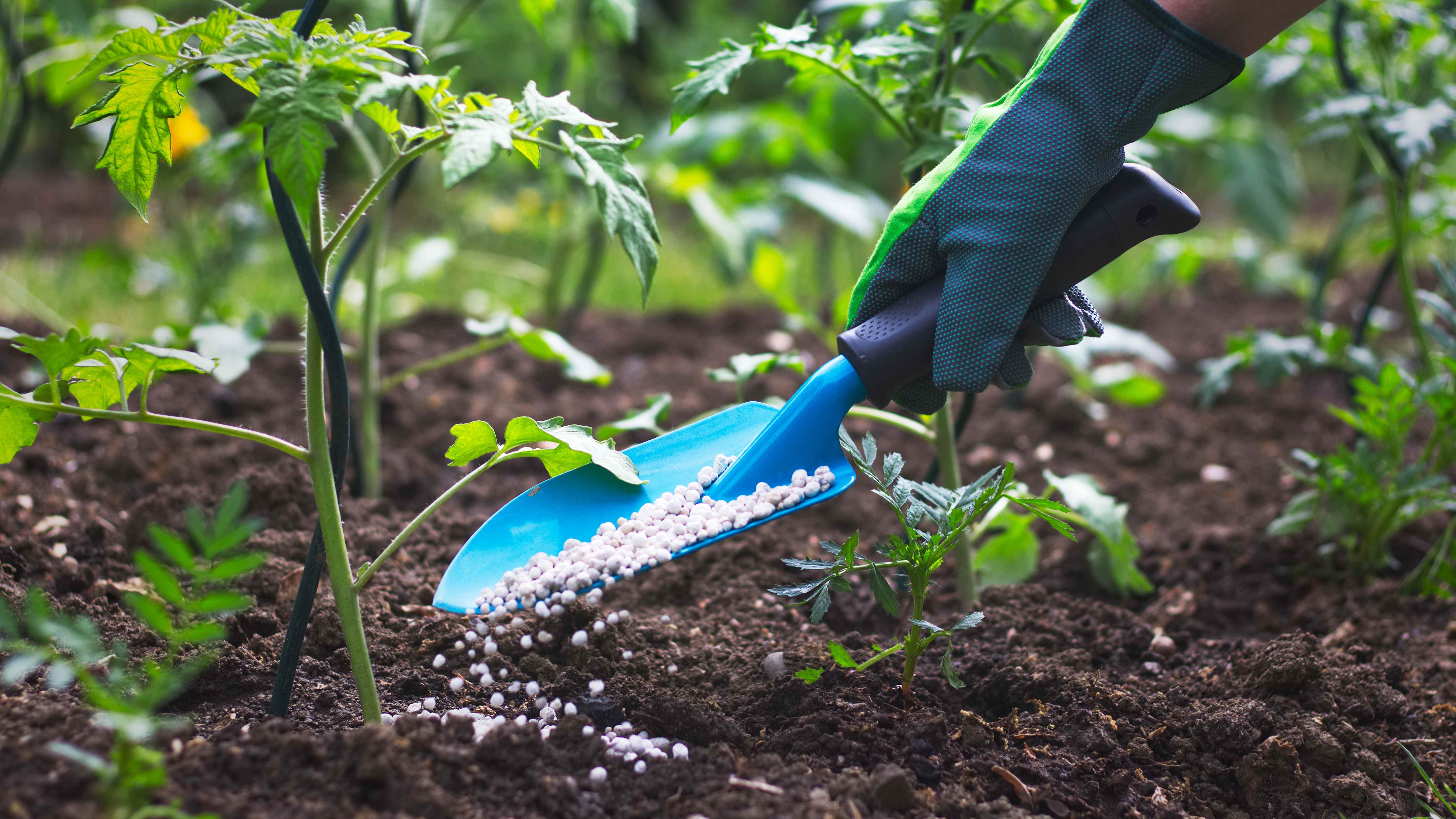 Engrais pour plante : bien choisir