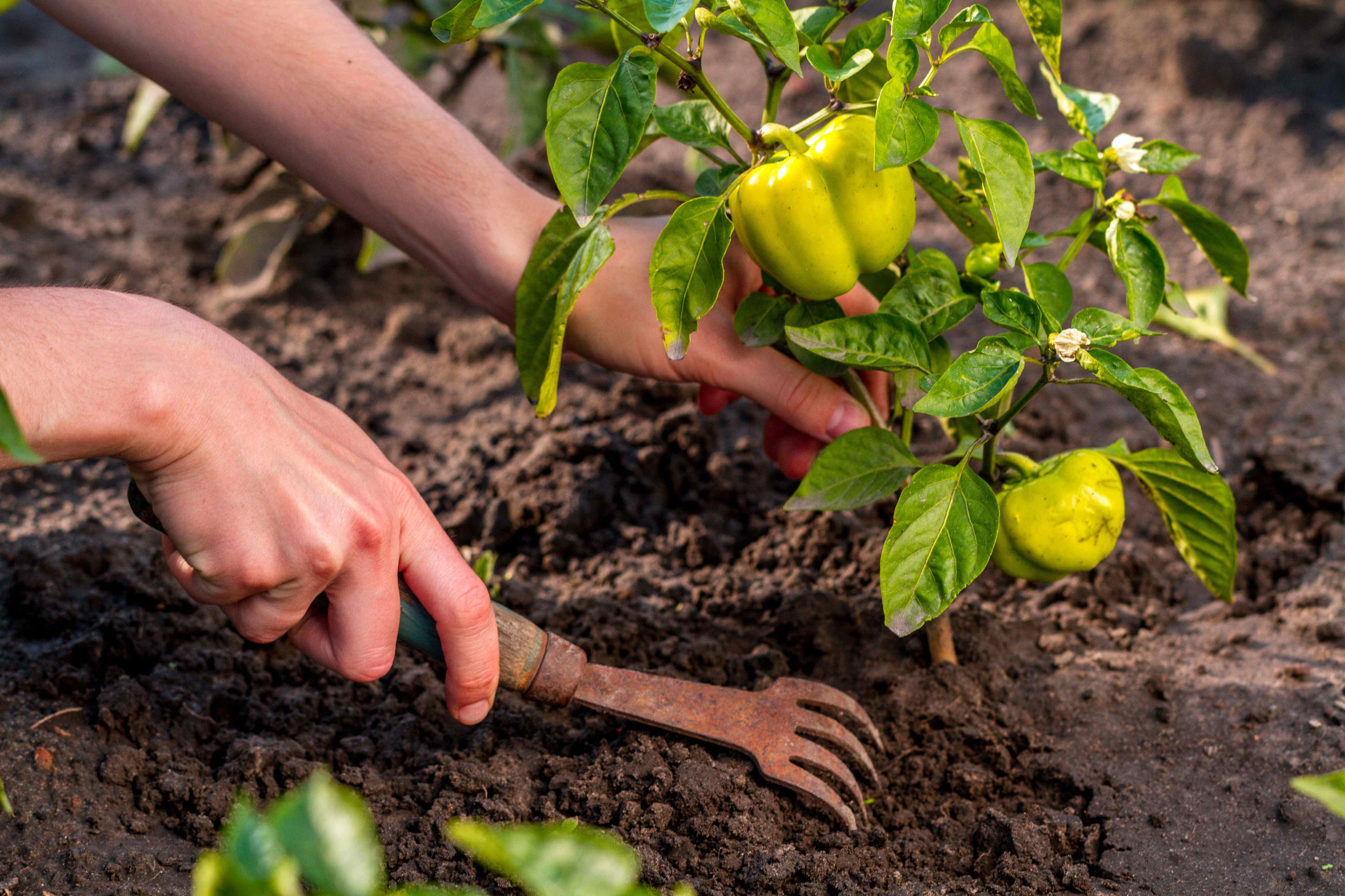 What to plant in July?