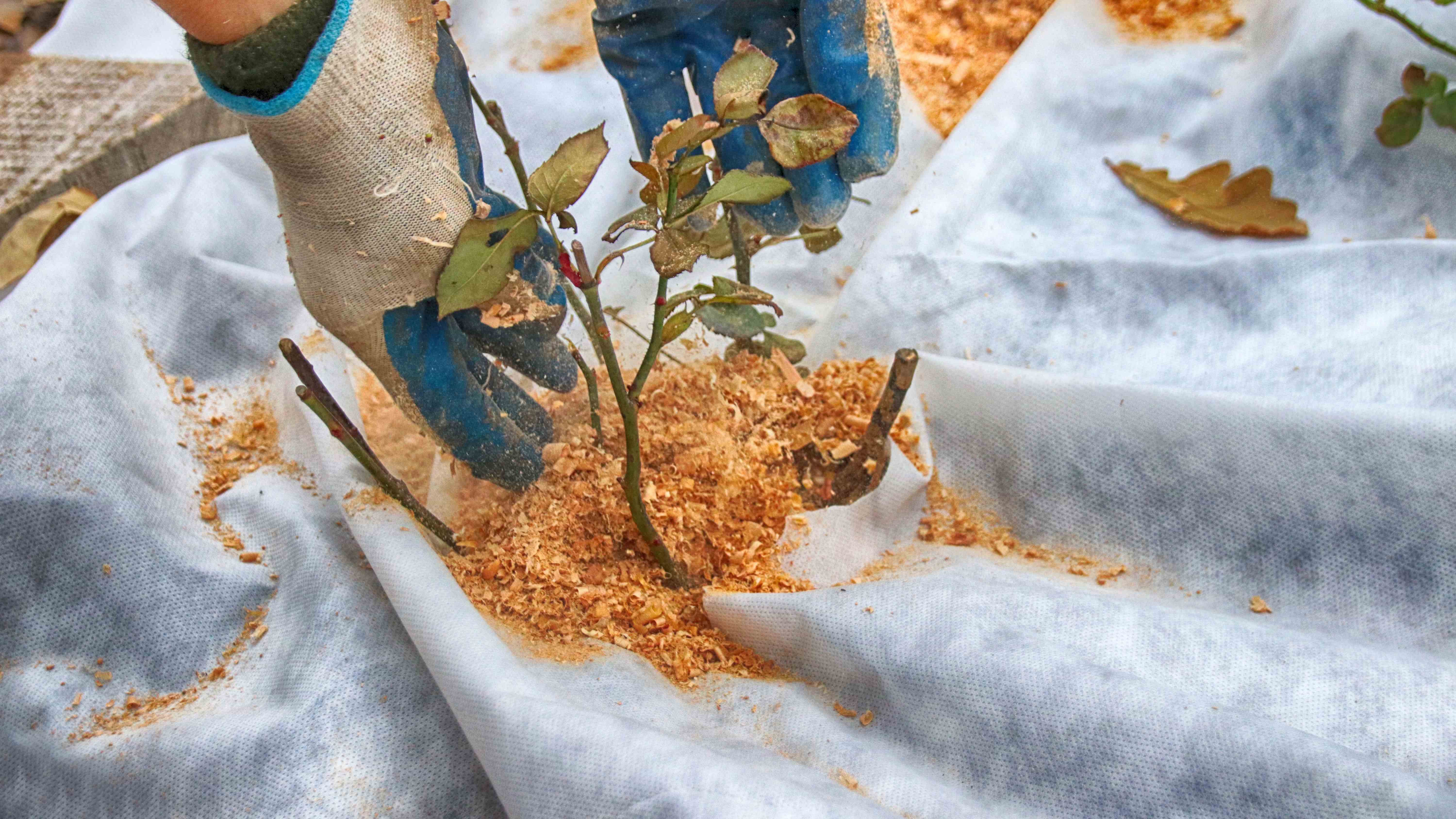 Que faire dans le potager et au jardin en décembre