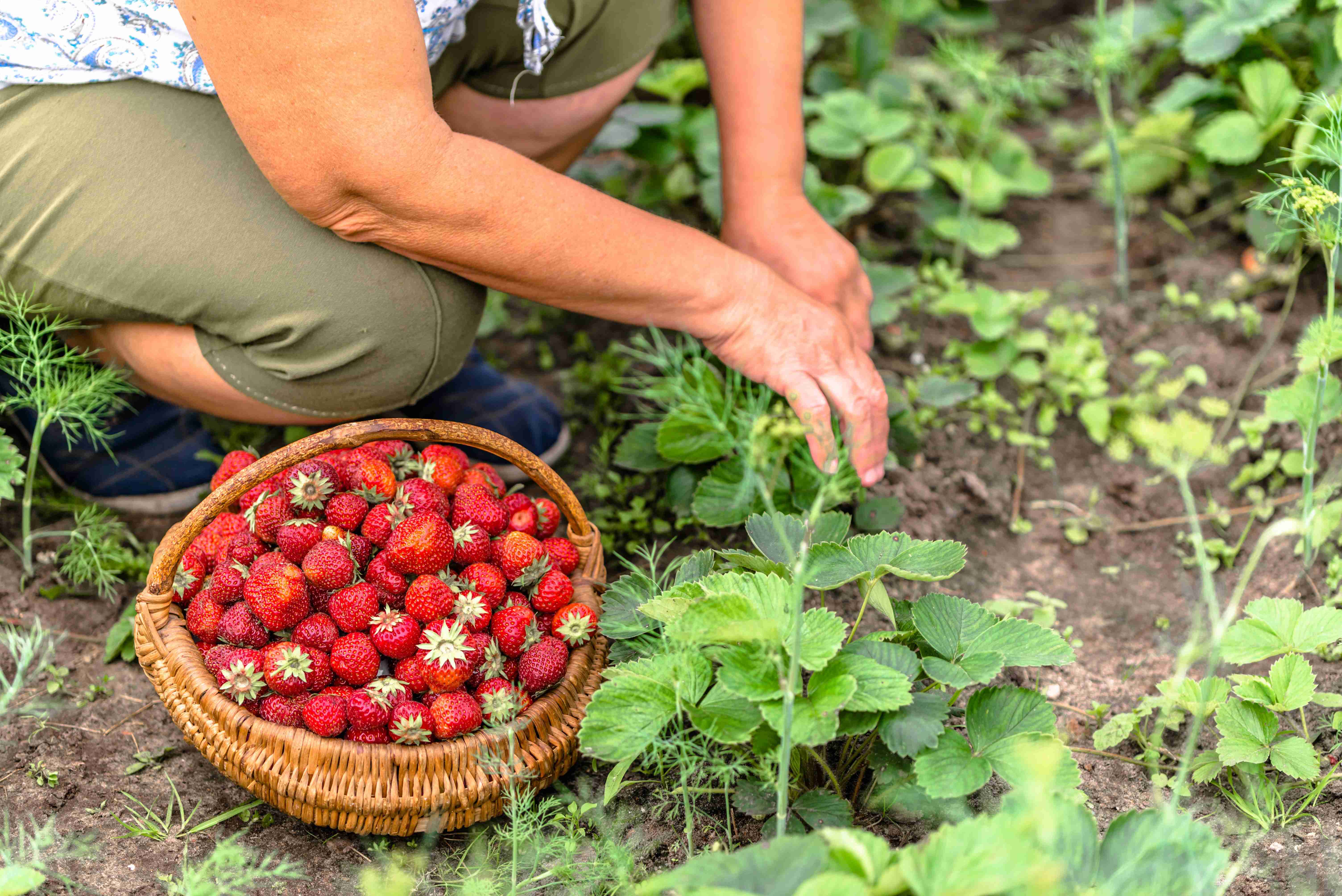Comment cultiver un jardin bio