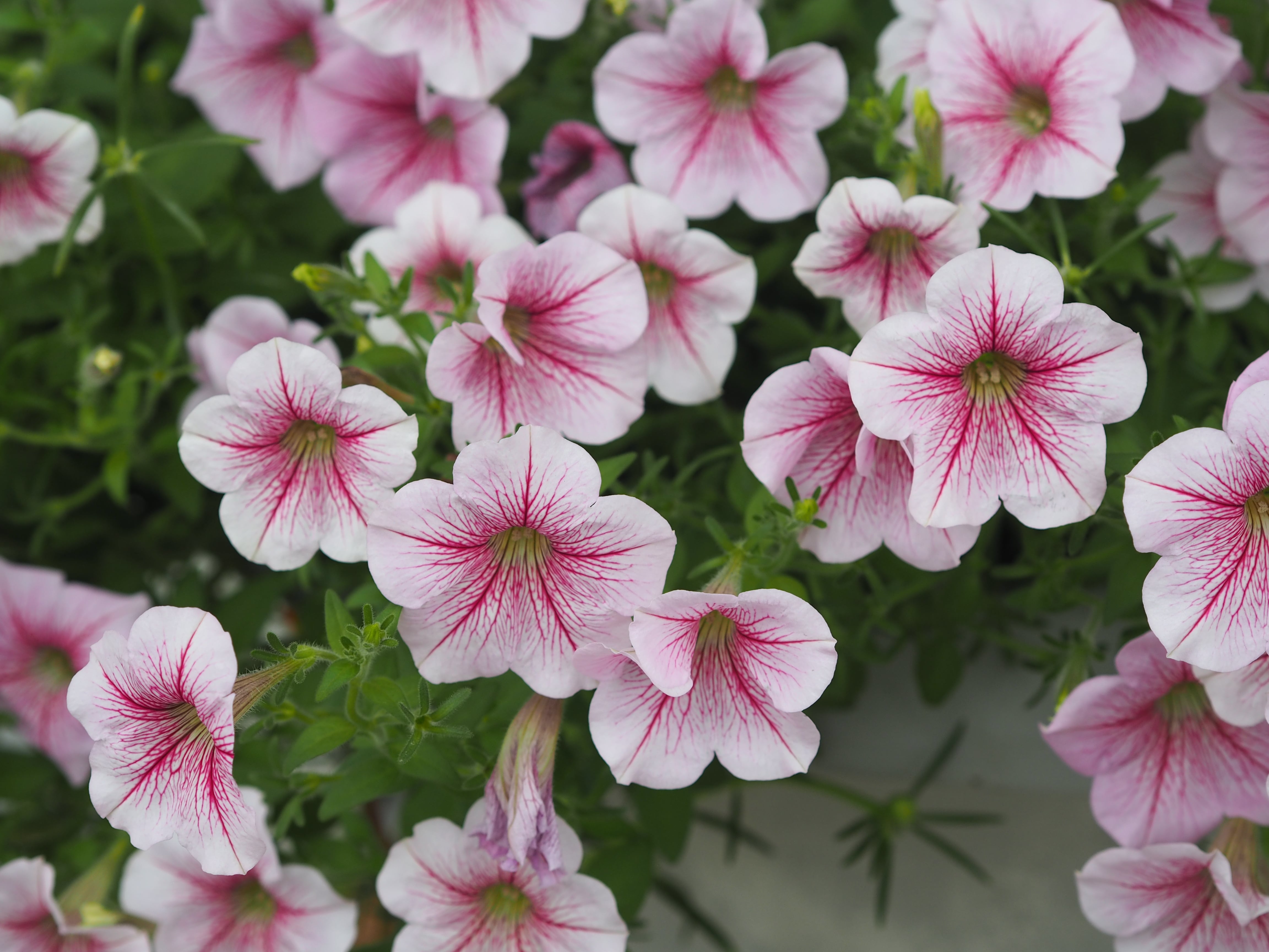Flowers to plant and sow in June