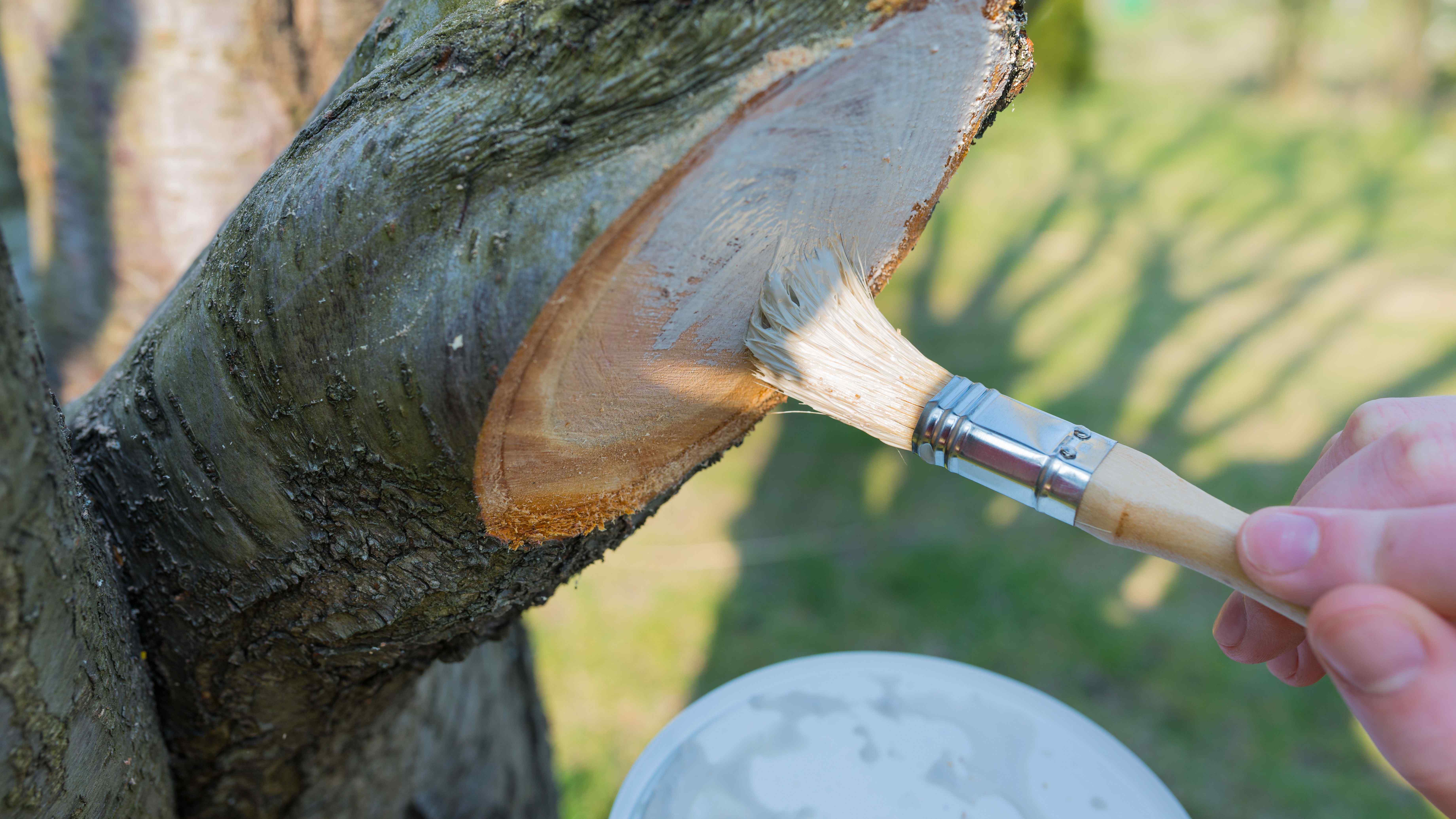 Cómo curar un árbol dañado