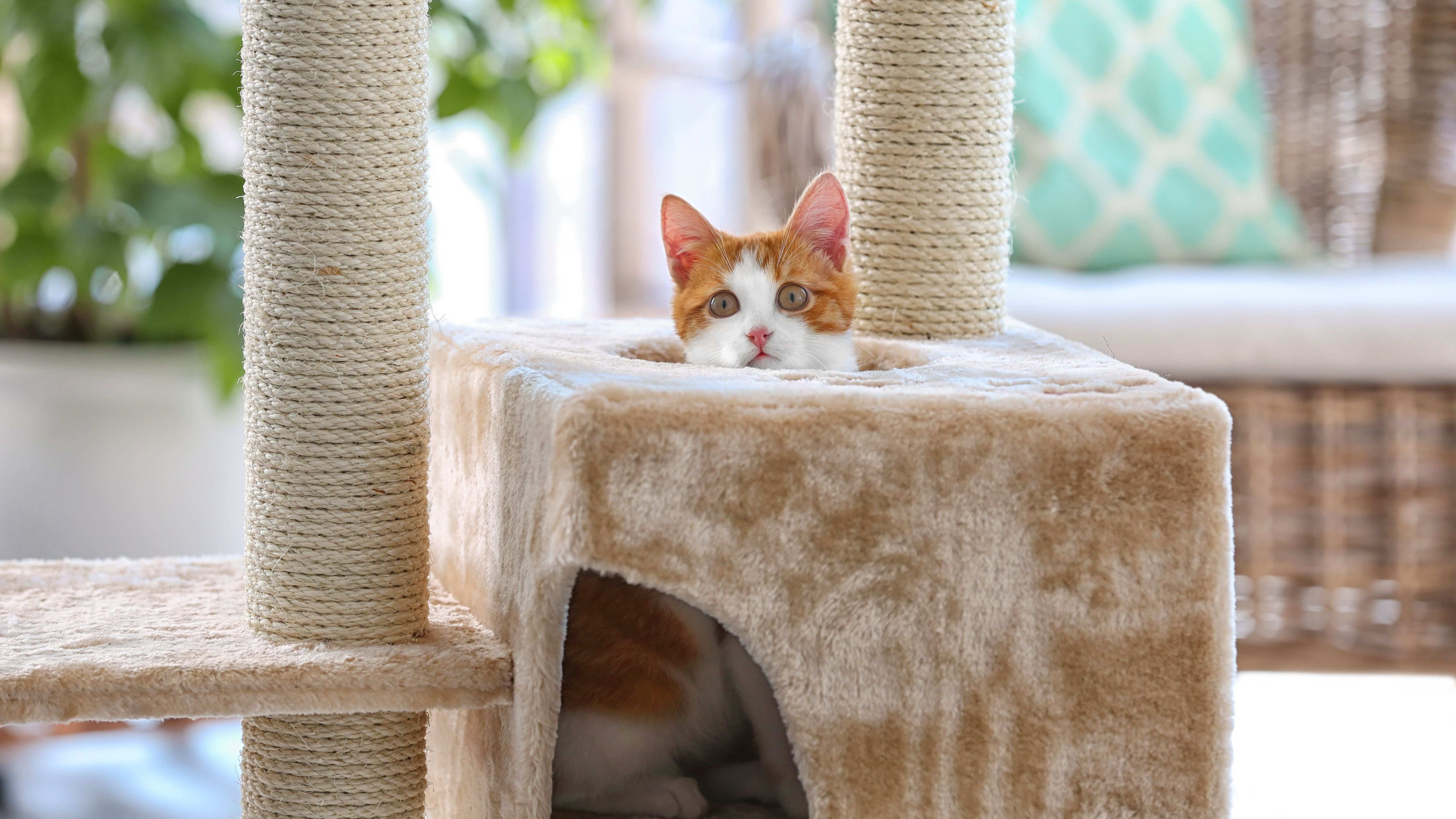 Comment Choisir Un Arbre A Chat Comment Choisir Un Arbre A Chat