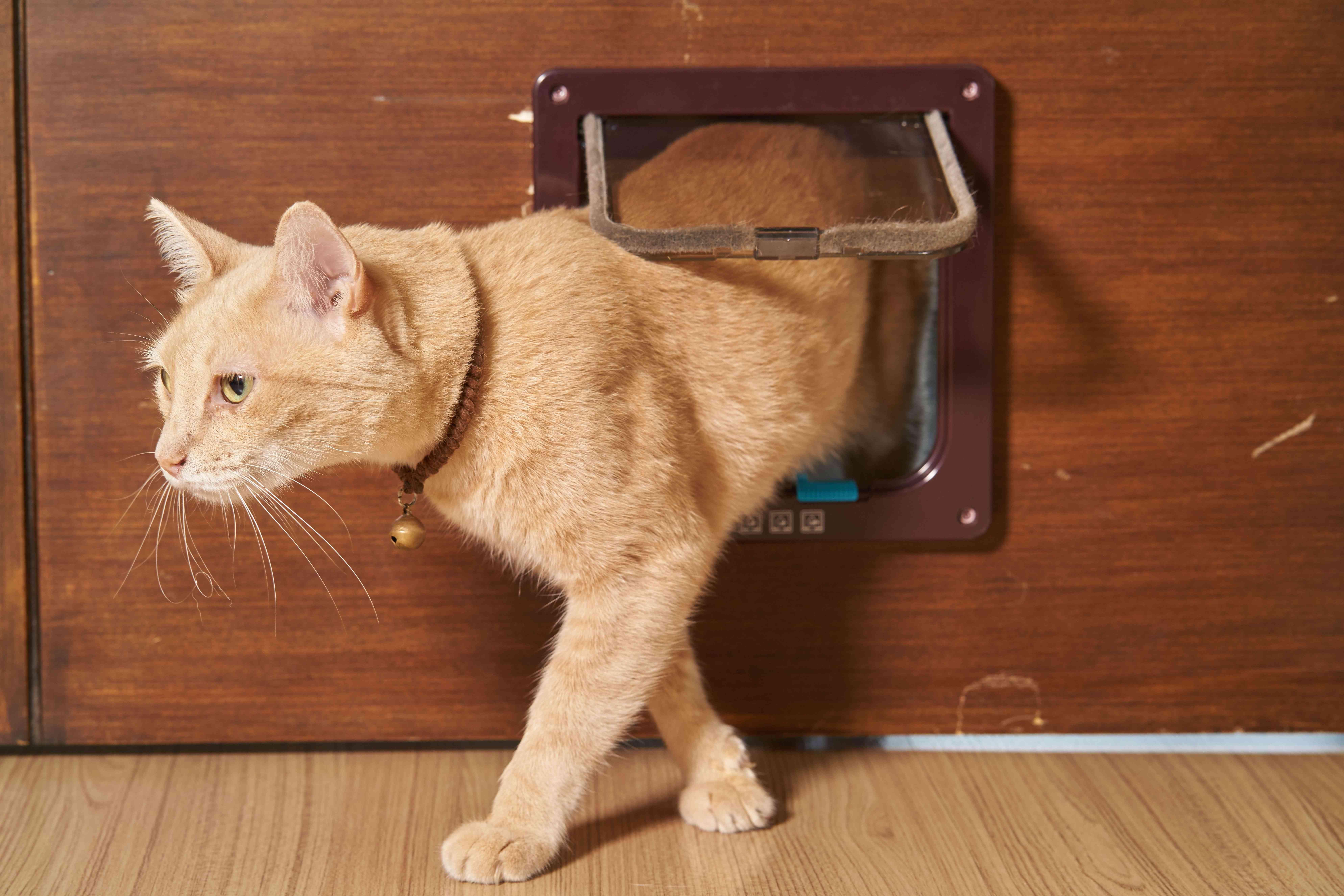 So finden Sie die richtige Katzenklappe